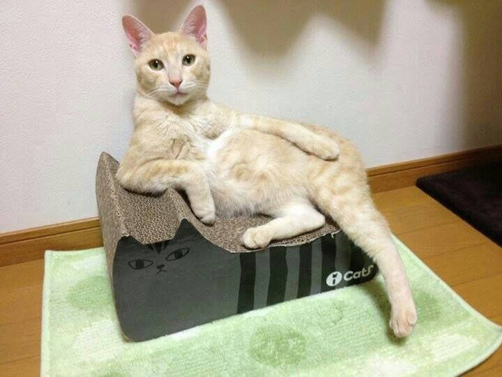 cat-kitty-furniture-sofa-scratch-post-pad-posing